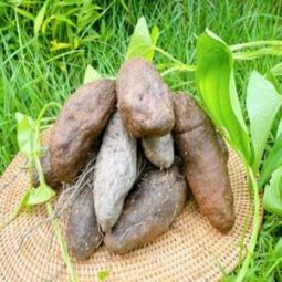 (열대둥근마) 자색 1kg